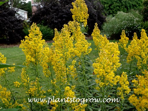 Showy Goldenrod (Solidago speciosa)